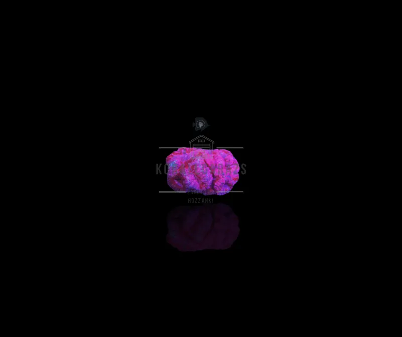 Symphyllia (Pink)
